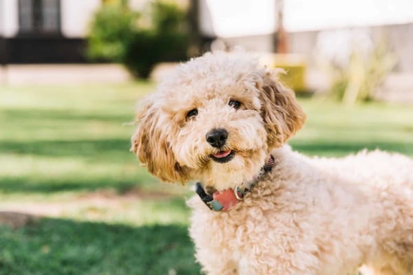 Adorable poodle dog outdoors, happy and playful, fresh grass background, pet care, dog training, dog grooming, dog health, pet accessories.