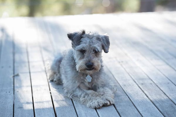 Adorable puppy with curly fur lying on wooden deck, sunny outdoor setting.