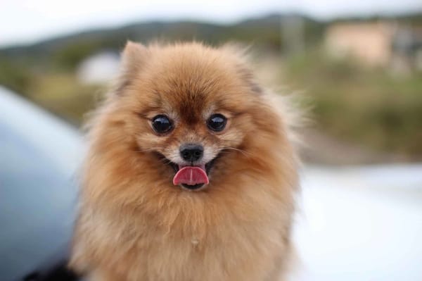 Small Pomeranian dog with fluffy fur and playful expression, ideal for pet lovers.
