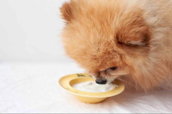 Dog enjoying a bowl of yogurt, showing a happy and healthy lifestyle for dogs with proper nutrition and pet care.