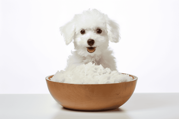 Adorable white puppy sitting in front of a bowl of rice, perfect for pet care and nutrition tips.