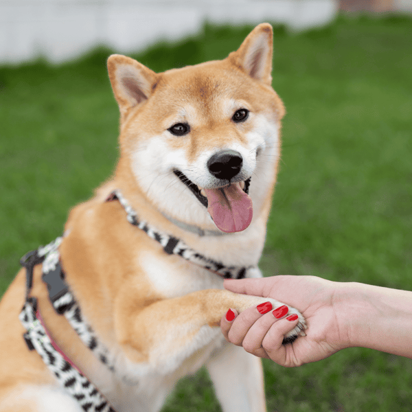Happy Shiba Inu giving paw to owner outdoors.