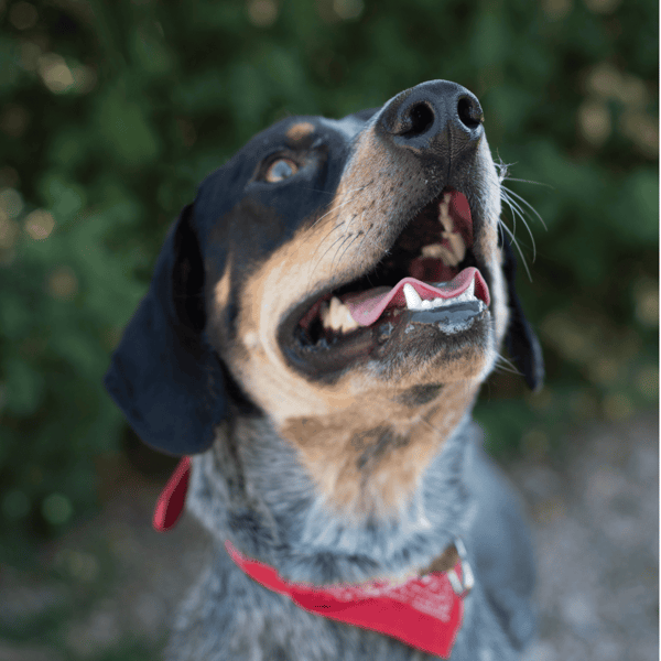 Dog with open mouth, showcasing teeth, outdoors.