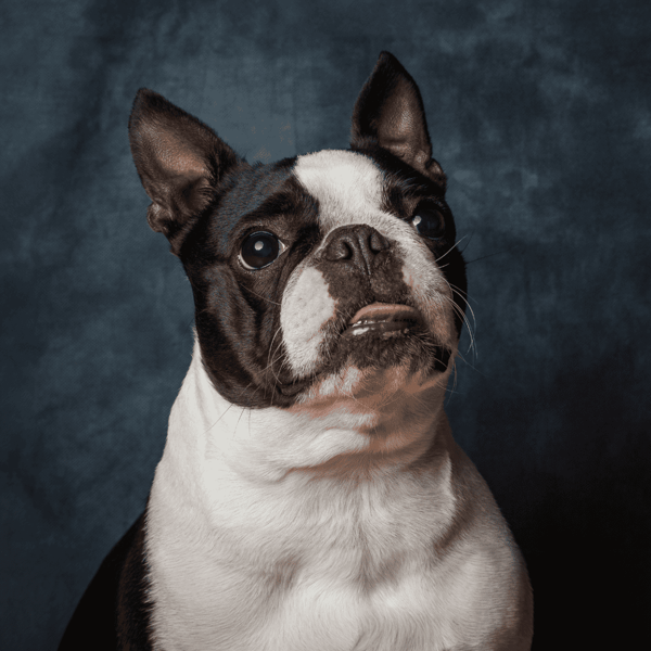 Adorable Boston Terrier with expressive eyes, perfect for dog care services.