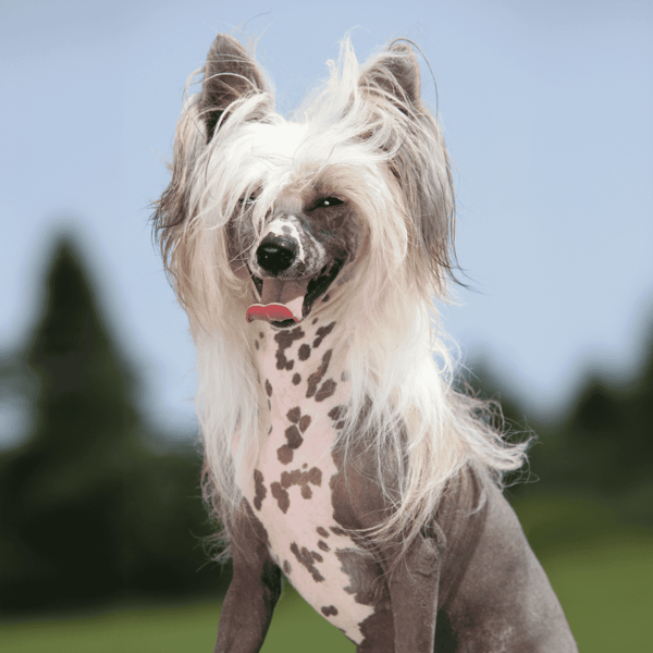 Playful, mixed breed dog combining Australian Shepherd and Dalmatian features.