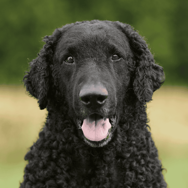 Adopt dogs easily.