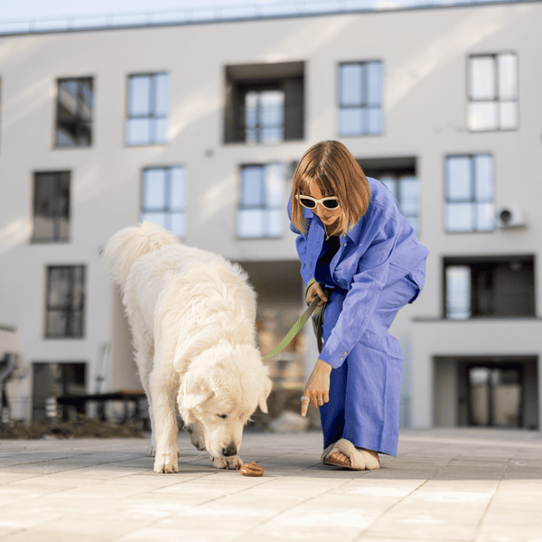 Dog walking in city environment, demonstrating professional pet care and outdoor activity.