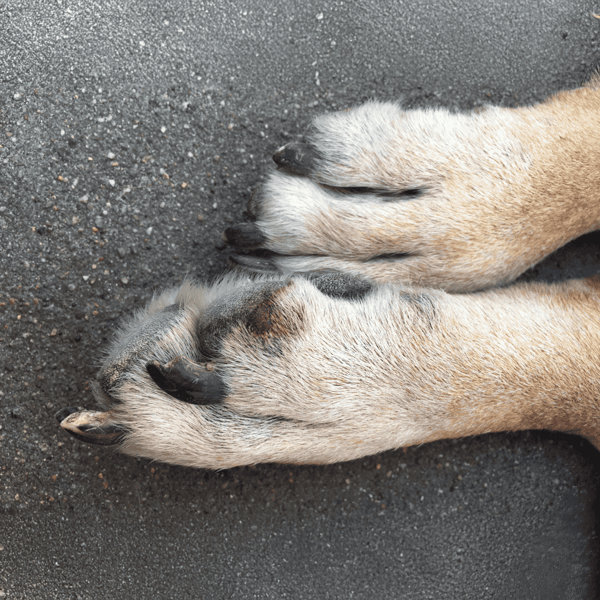Close-up of dog paws with light fur and black nails on dark pavement.