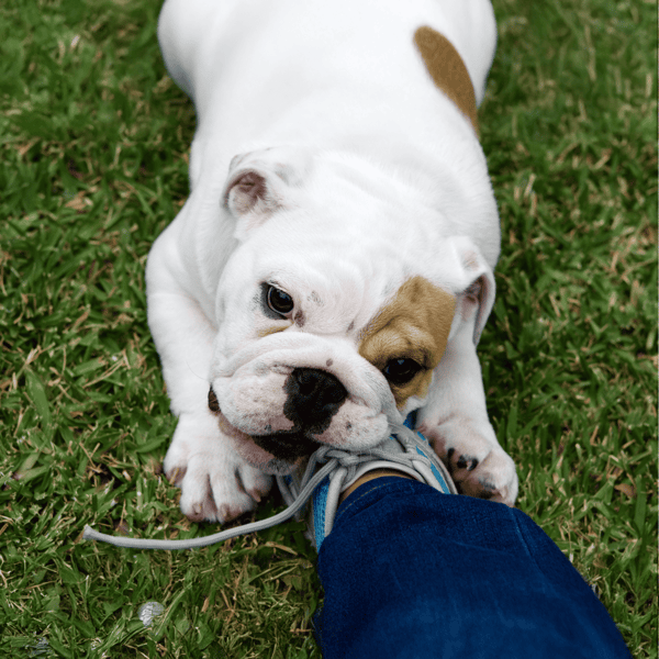 Cute white and brown bulldog puppy biting a shoe while lying on green grass.