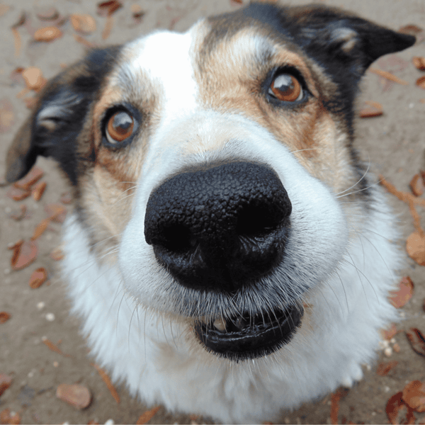 Admiring an adorable dog looking directly at the camera outdoors.