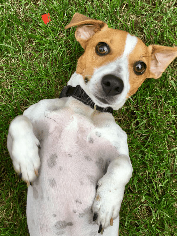 Cute young dog relaxing outdoors on green grass, playful puppy with alert expression and floppy ears.