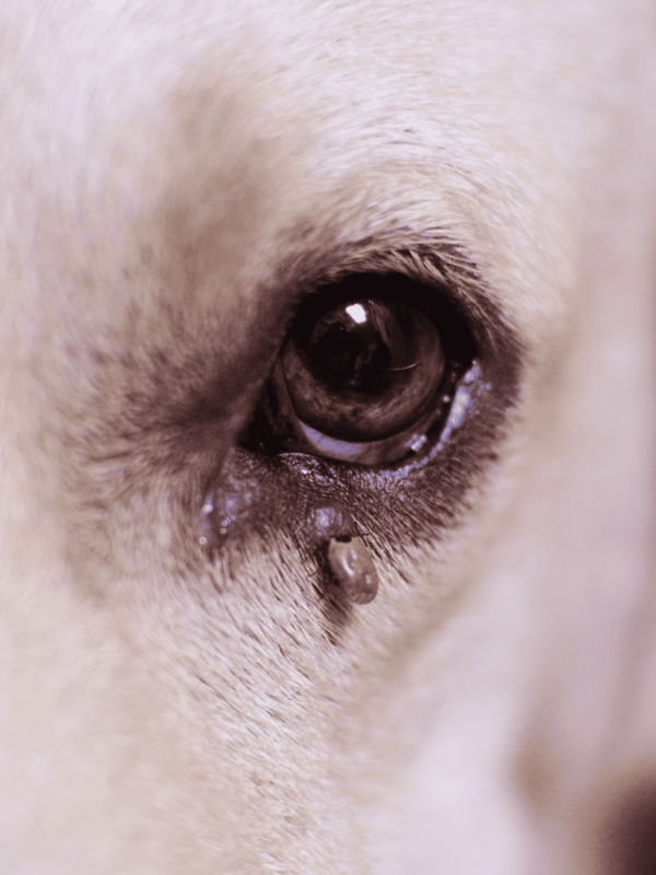 Close-up of a dog's eye with tears and tear stain, emphasizing eye care for dogs.