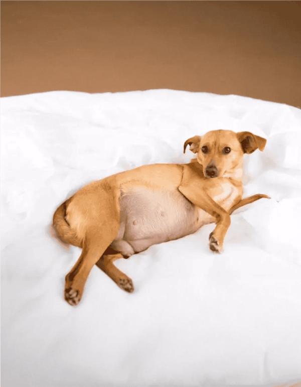 Dog relaxing on crumpled paper, cozy and calm in a comfortable setting.