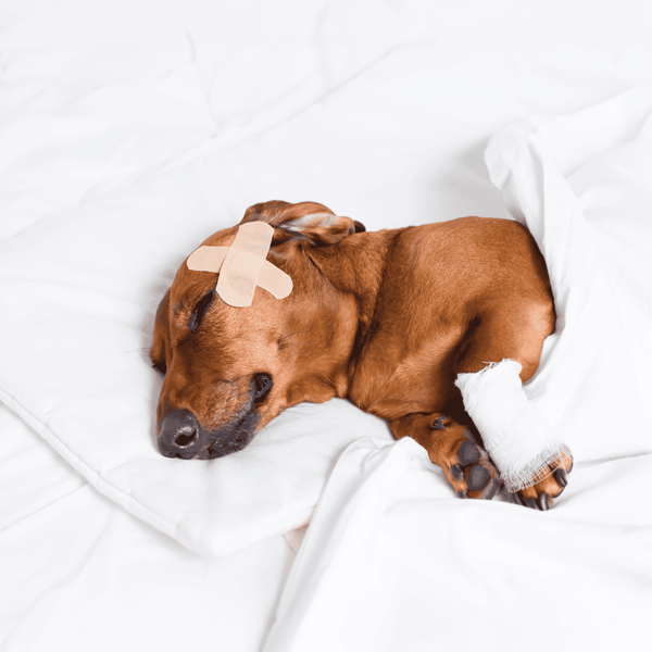 Dog with bandaged paw resting on white bedding, recovering after injury.