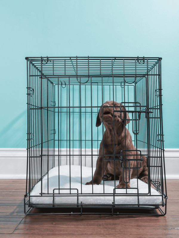 Dog crate, puppy, canine housing, pet safety, dog bed, training crate, indoor pet enclosure.