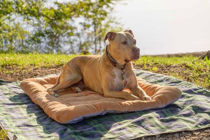American Pit Bull Terrier photo 2