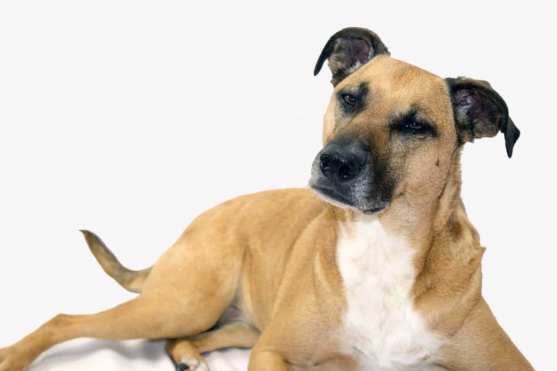 Black Mouth Cur photo 2
