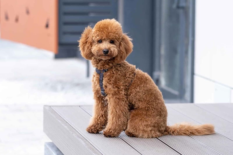 Miniature Goldendoodle photo 2