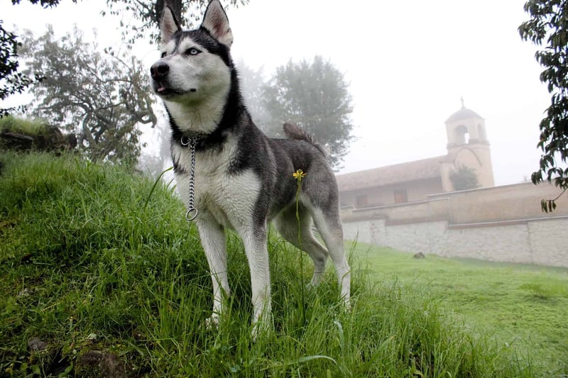 Alaskan Husky photo 2