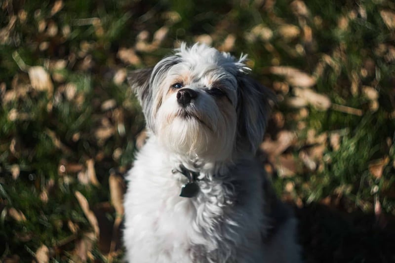 Miniature Aussiedoodle photo 2