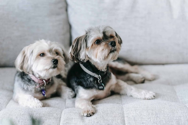 Morkie (Maltese & Yorkie Blend) photo 2