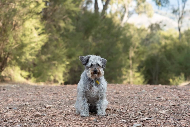 Schnoodle photo 2