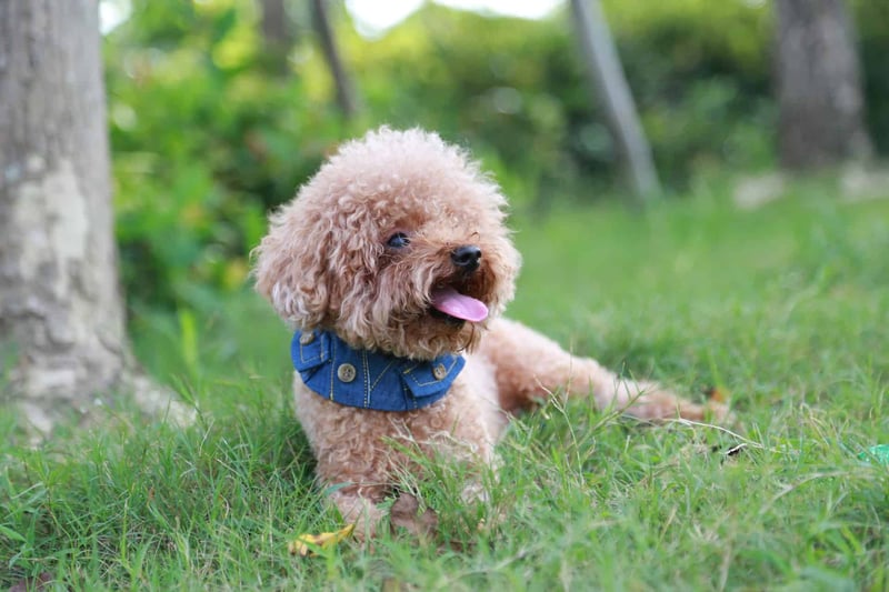 Teacup Poodle photo 2