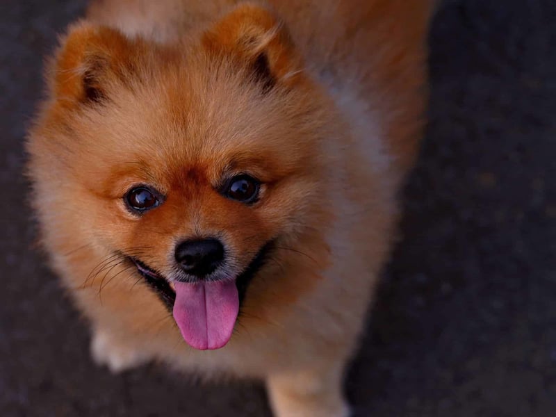 Pomeranian photo 2