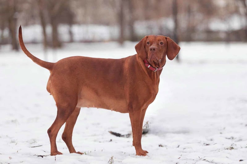 Vizsla photo 2