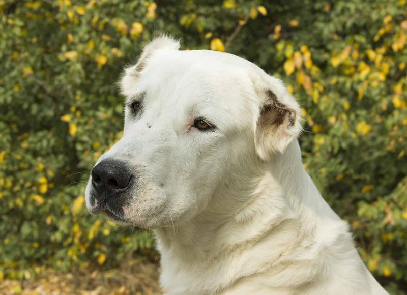 Central Asian Shepherd Dog photo 2