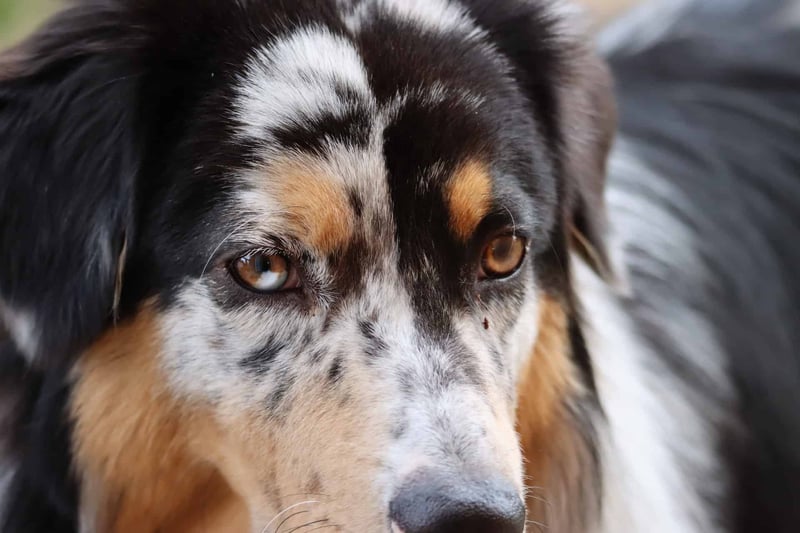 Miniature American Shepherd photo 2