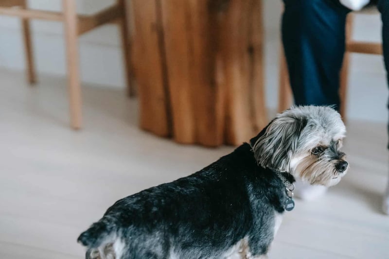 Dog sitting service, dog care at home, professional dog sitter, pet sitting for dogs.