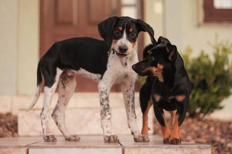 Two playful dogs standing on porch, showcasing dog care and companionship, friendly outdoor moment.
