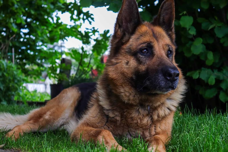 King Shepherd photo 1