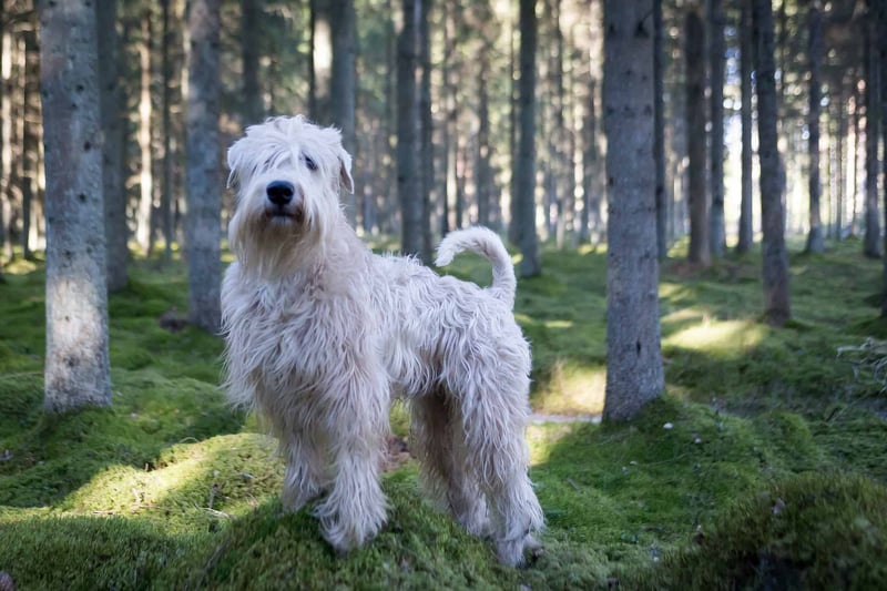 Soft Coated Wheaten Terrier photo 1
