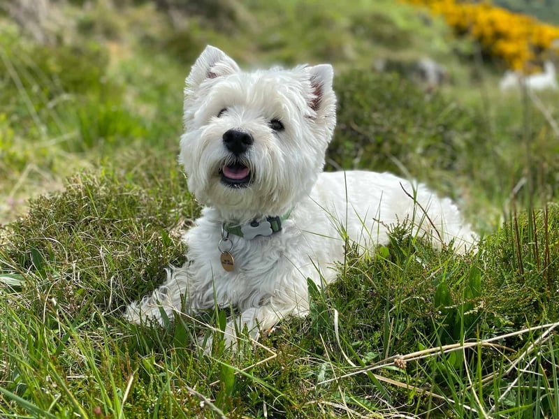 West Highland White Terrier photo 1