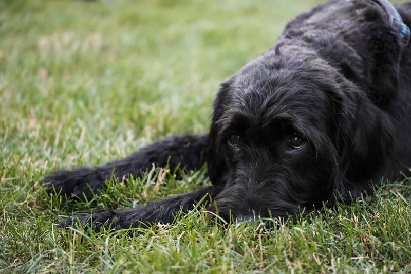 Giant Schnauzer photo 2
