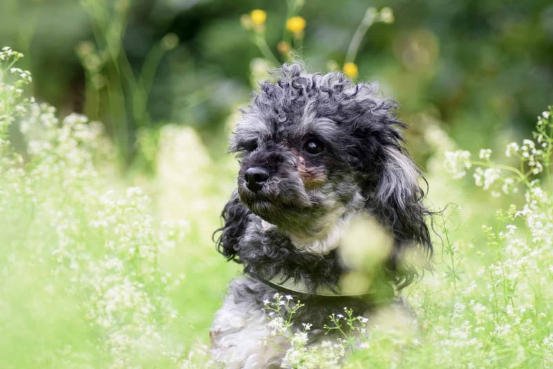 Miniature Poodle photo 2