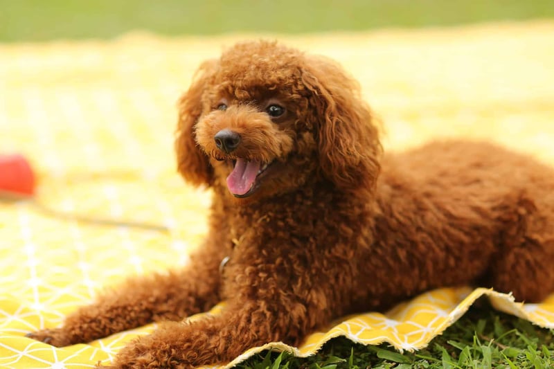 Poodle photo 2