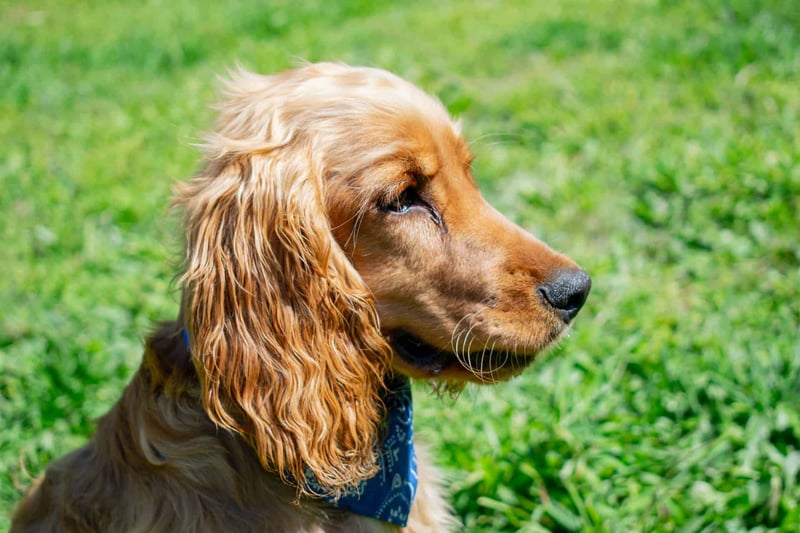 Are English Cocker Spaniels a Great Choice for Families