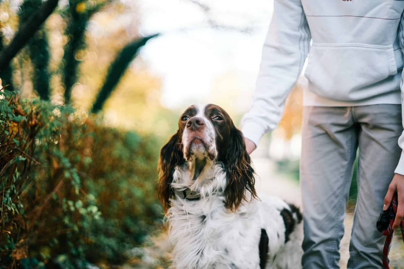 Dog walking outdoor in autumn, owner gently holding the leash, healthy pet lifestyle, outdoor exercise, dog care, fall foliage.