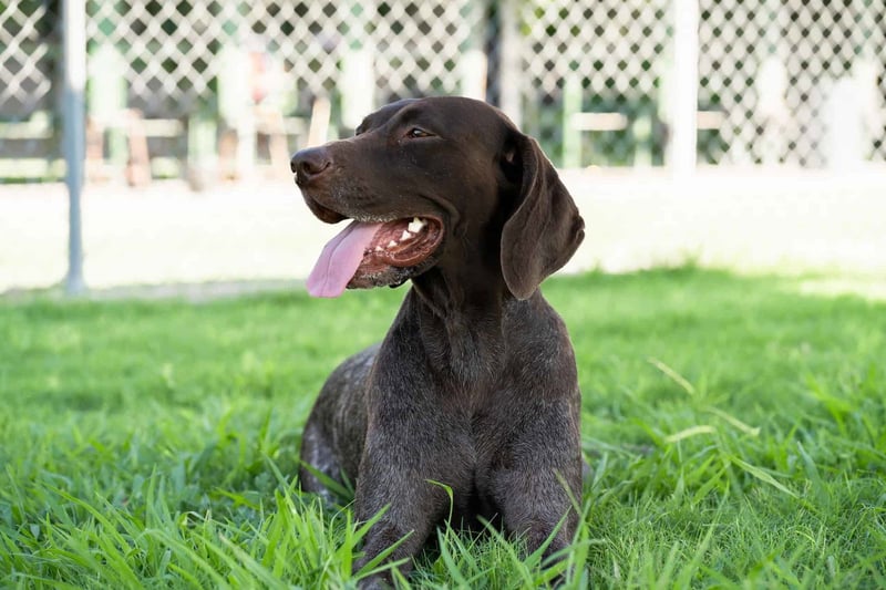 Dogfix.com - Reliable dog supplies and care products for happy, healthy dogs.