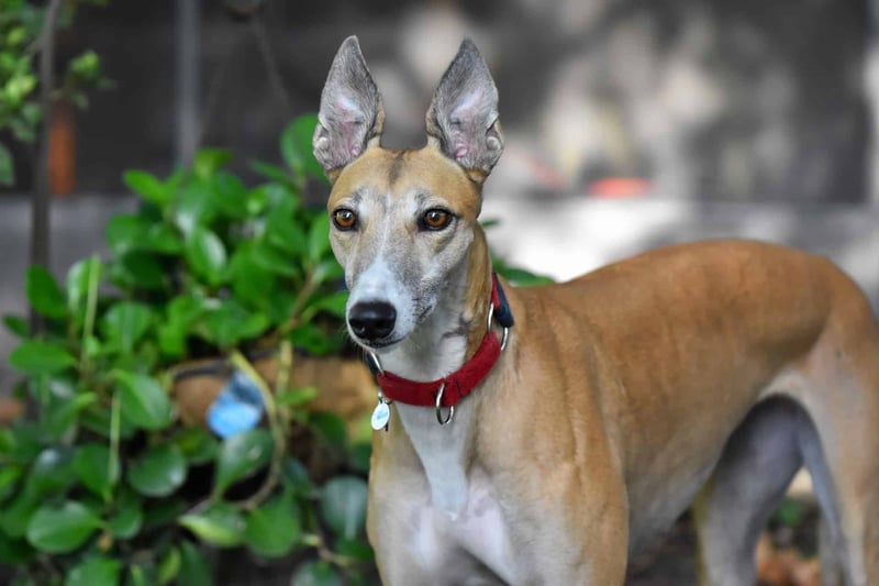 Adopt a friendly dog with Dogfix - expert tips for happy pet ownership.