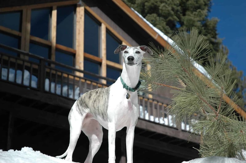 Dog enjoying winter, snow play, modern home, outdoor pet activity, winter landscape.