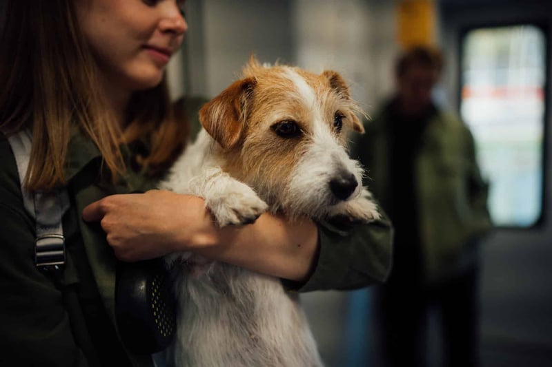 Friendly dog rescue and adoption support at Dogfix.com.