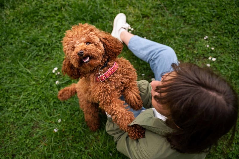 Assessing Mini Goldendoodles as Family Pets