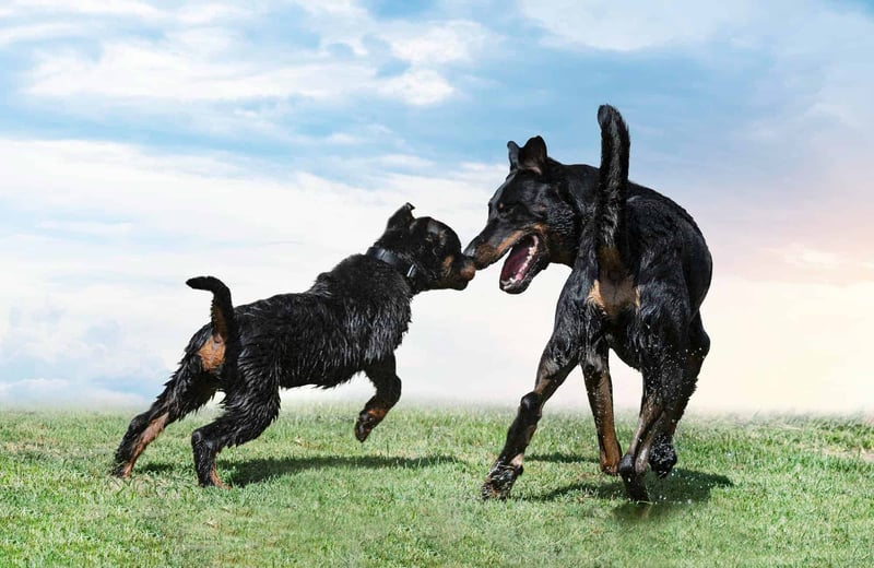 Happy dogs enjoying playtime with water and freedom in nature.
