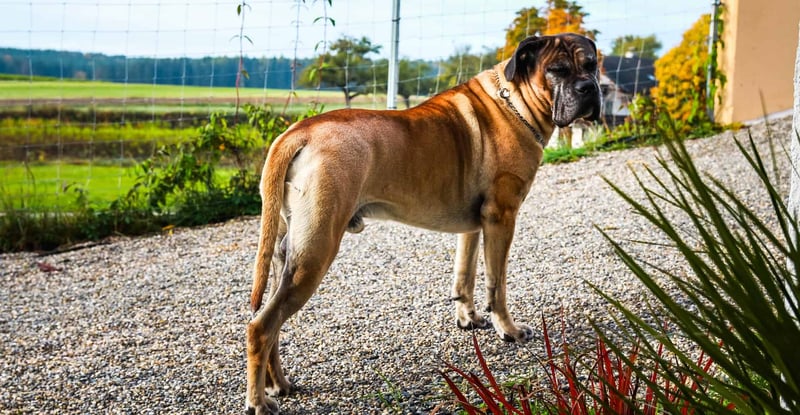 Can Cane Corsos Coexist with Other Household Pets