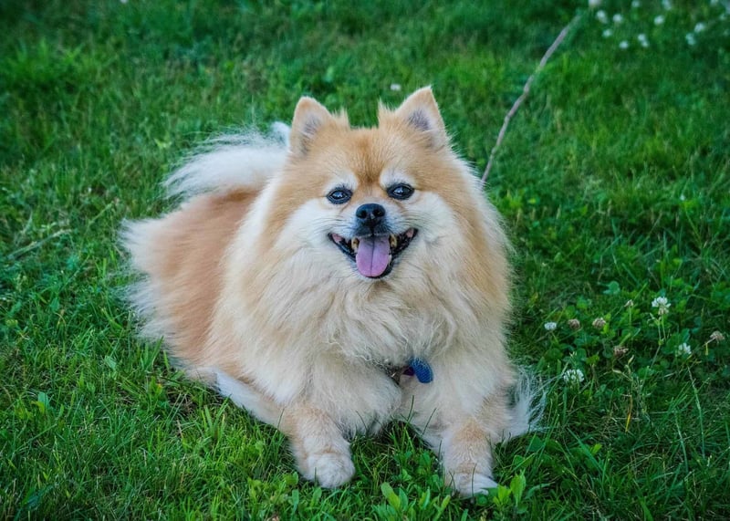 Captivating Pomeranian Fact #3