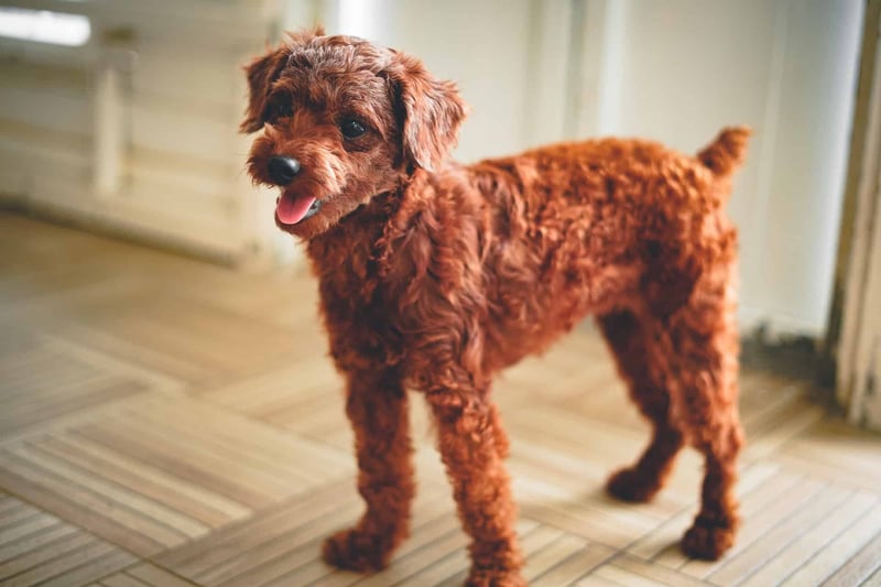 Adorable red puppy standing on wooden floor, happy and playful, perfect for pet lovers.